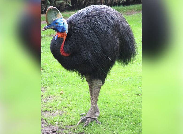 cassowary