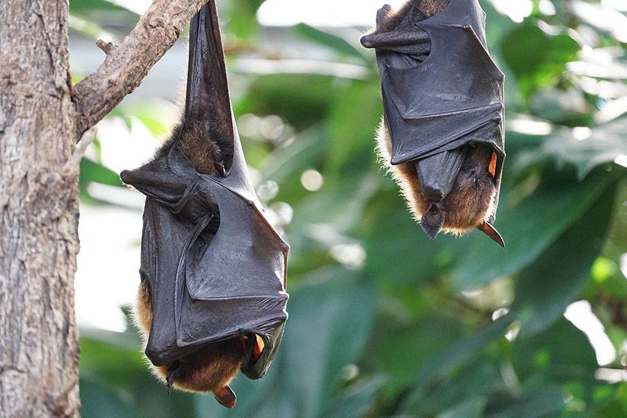 Why do bats sleep upside down?