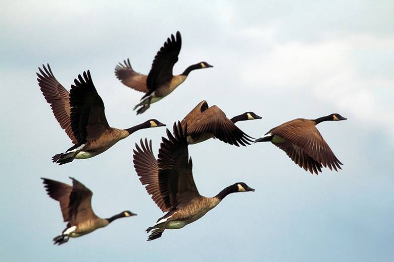 Why Birds Migrate: 9 Interesting Facts About Migratory Birds