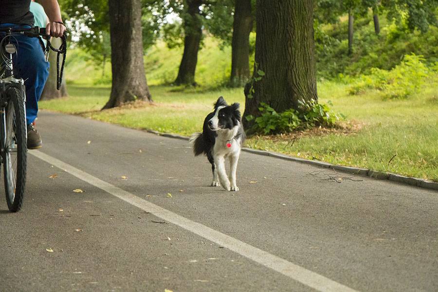 Why do dogs bark at bicycles?