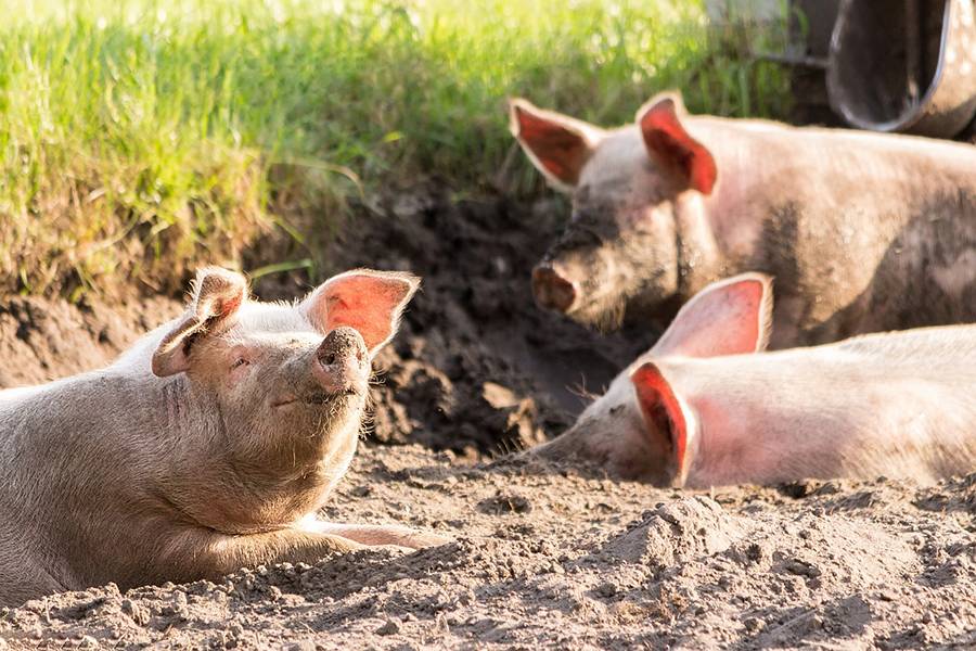 10 interesting facts about pigs