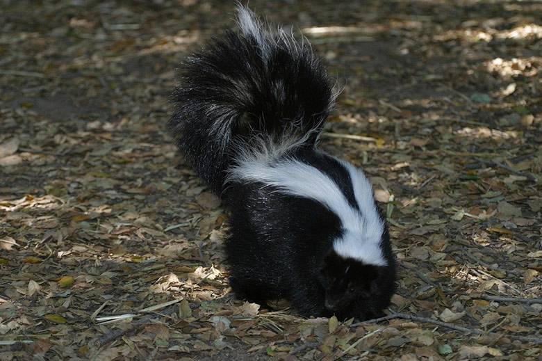 Interesting Facts About Skunks