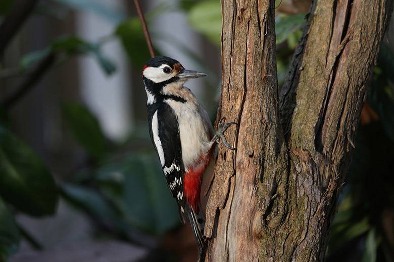 Why Woodpeckers Don't Get Concussions: 11 Interesting Facts About Woodpeckers