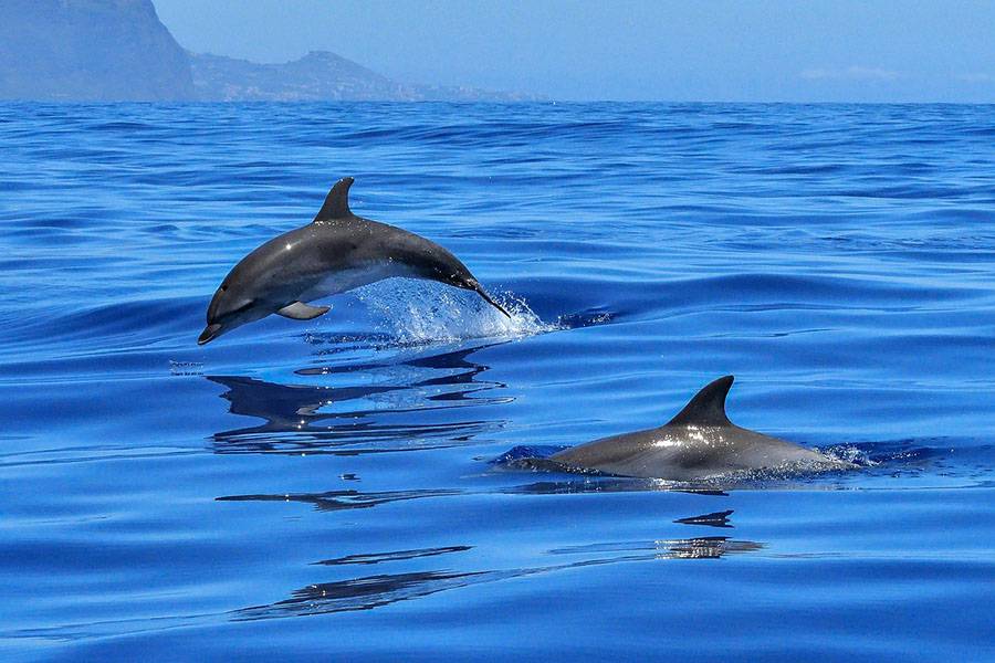 Dolphins give their babies names: 24 interesting facts about dolphins