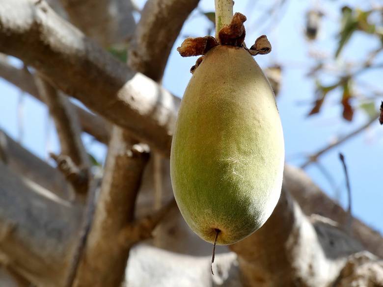 Baobab Fruits