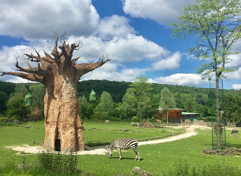 The Thickest Baobab Tree