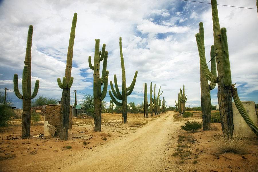 What is the largest cactus in the world: 14 interesting facts about cacti