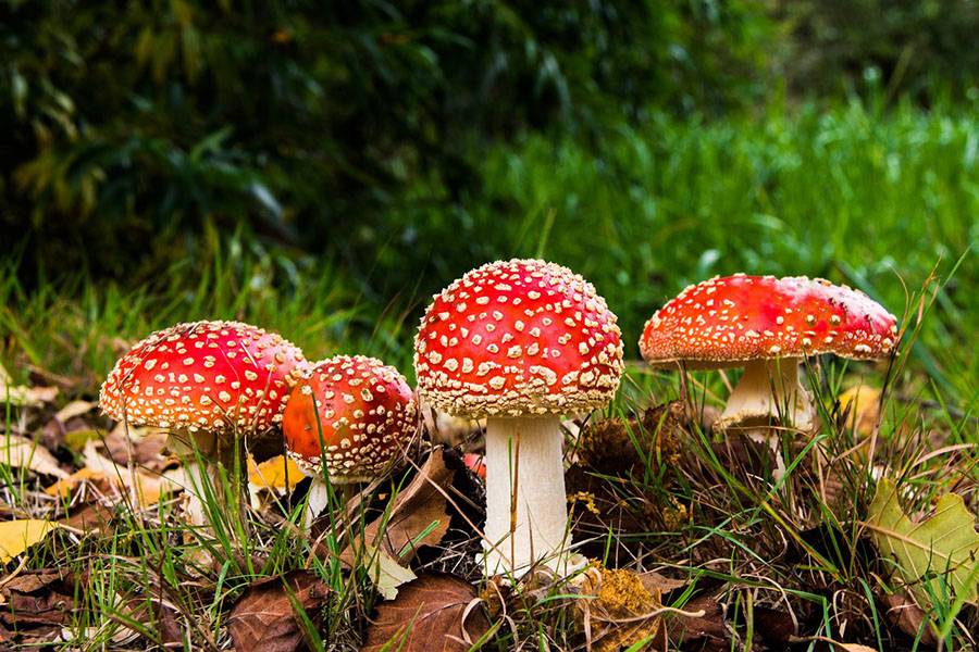 Who They Are, Animals or Plants: 15 Interesting Facts About Mushrooms