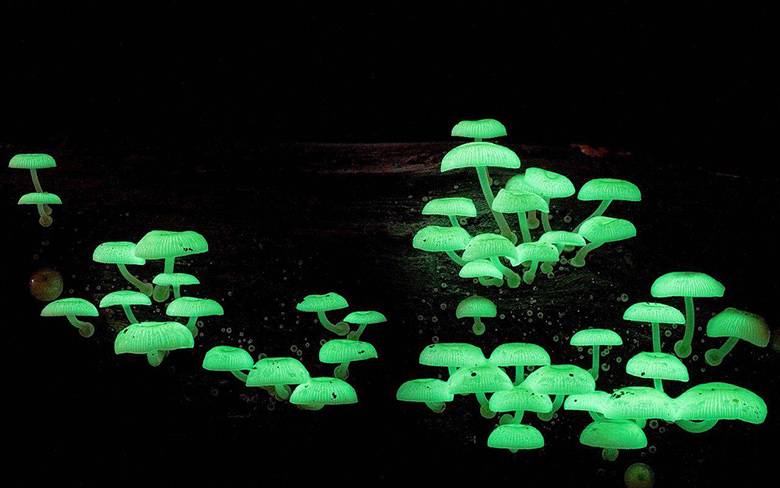 Bioluminescent Mushrooms: Interesting Facts