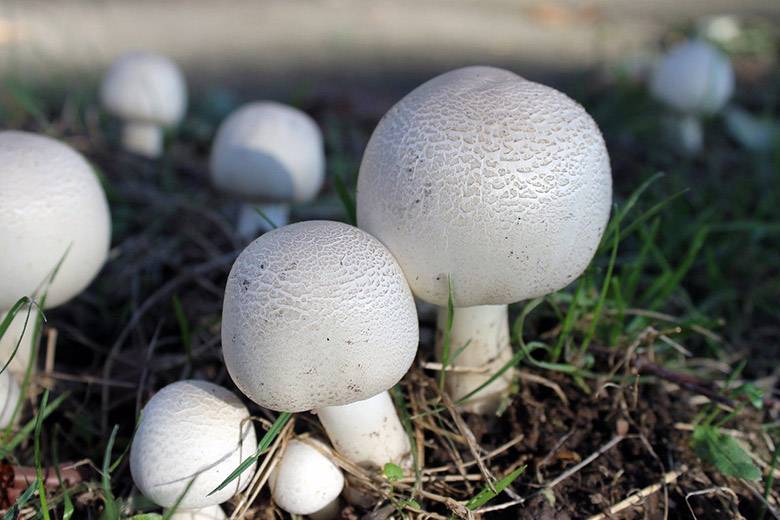 Mushrooms or Champignons: 11 Interesting Facts About These Tasty Fungi