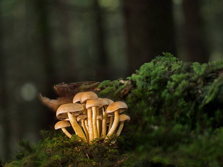 Lightning Bolsters Mushroom Growth: 14 Fascinating Mushroom Facts