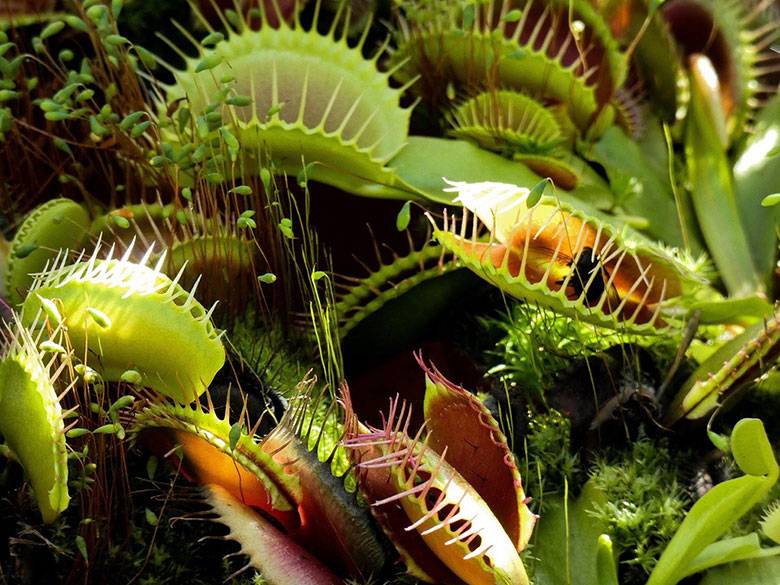 Venus Flytrap: Interesting Facts About the Carnivorous Plant